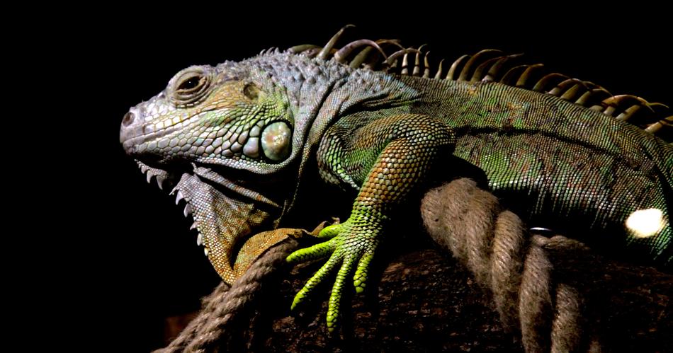 Lizard Iguana Mammal