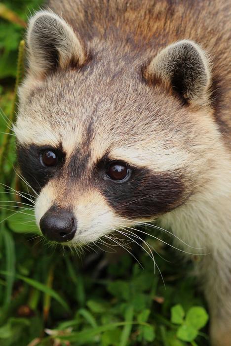 Raccoon Animal Nature