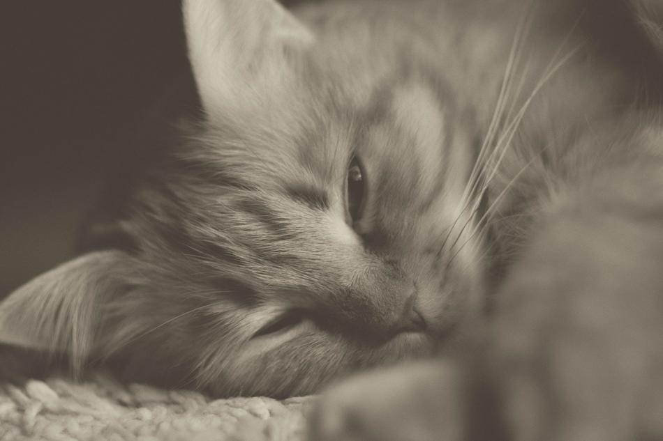 Cat Redhead Cats Fluffy