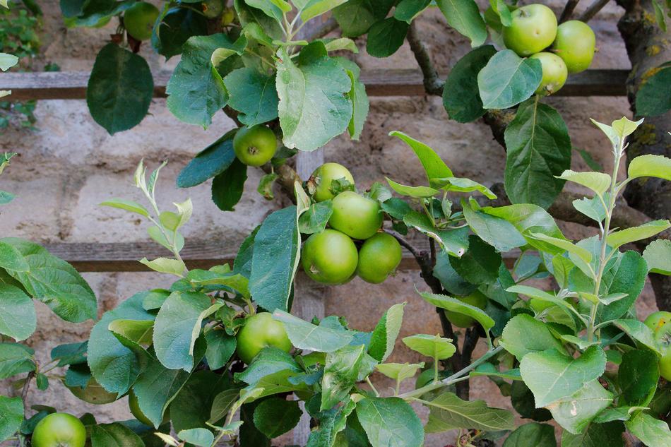 green fruit in foliage
