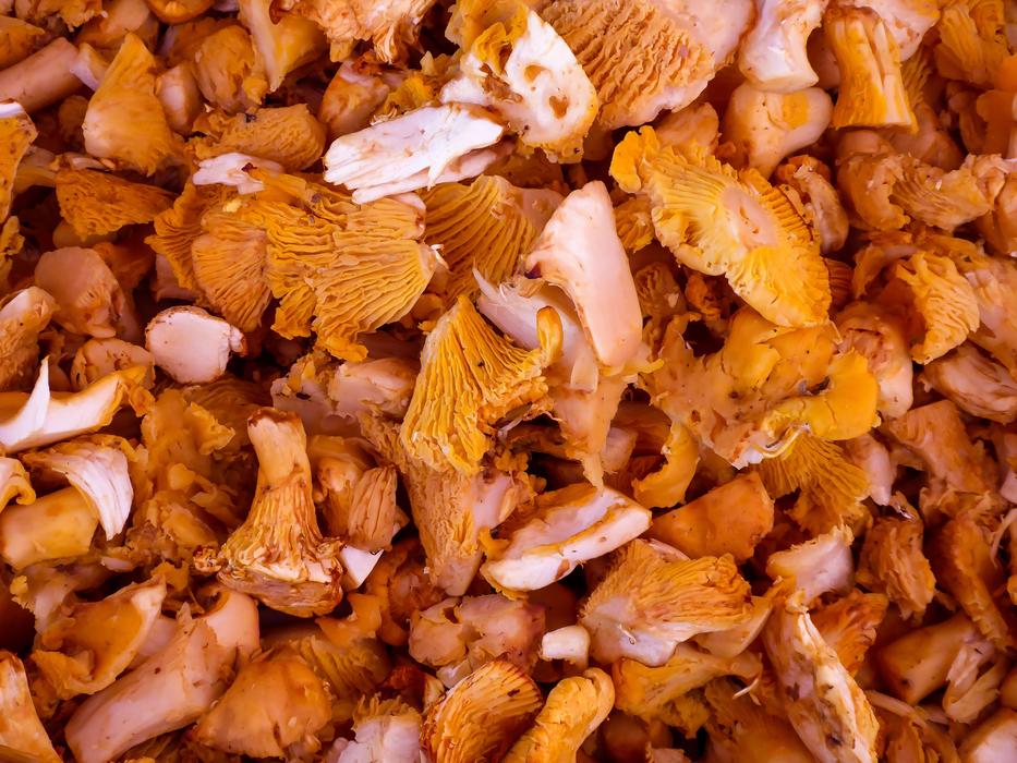 fresh chanterelles mushrooms