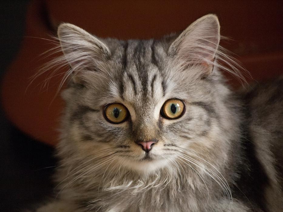 Animal Cute Cat