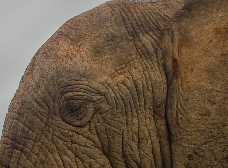 Elephant Wildlife Animal