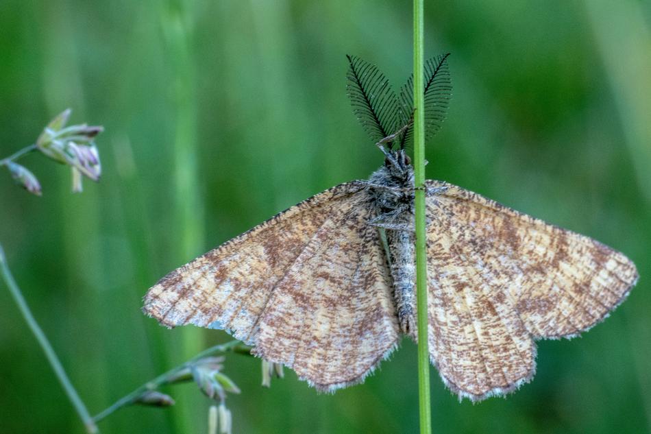 Insect Grass Blades Of