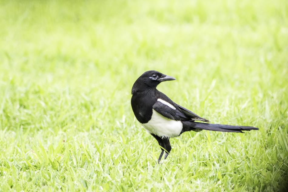 black and white bird sitting on the field