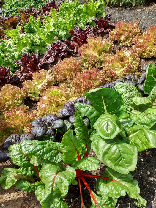 garden plot with vegetables