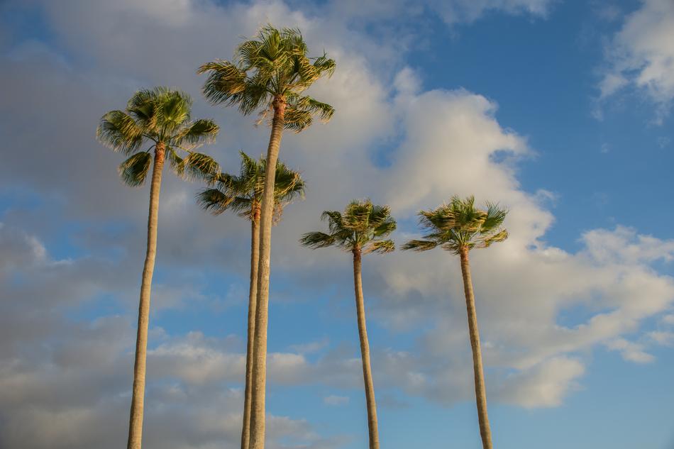 Palms Beach Sun