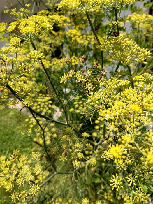 yellow flowers on vegetable plants