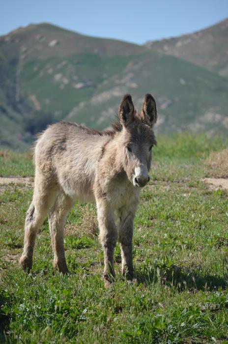 wild donkey on the grass