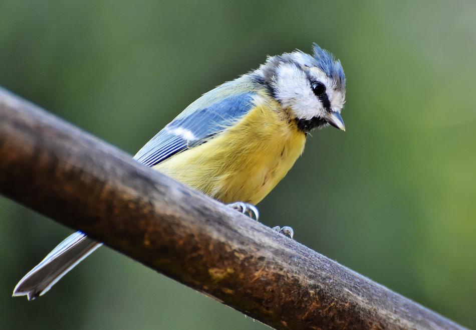 Blue Tit Bird