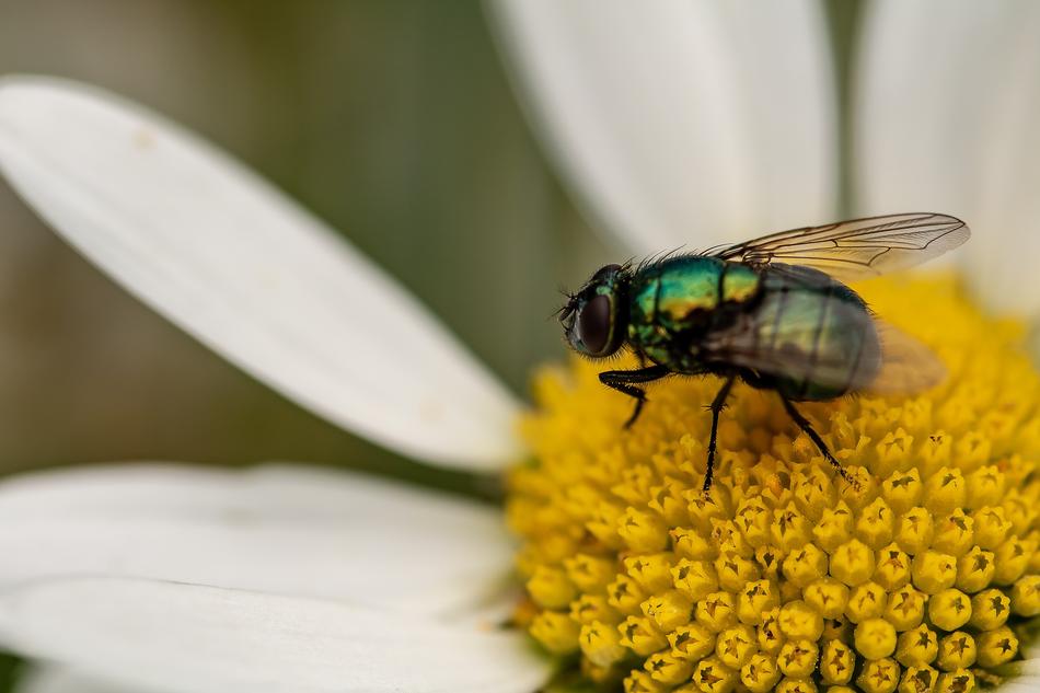 a fly on a flower outside the house