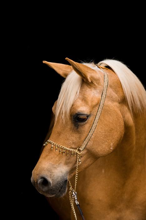 Horse Portrait Mare