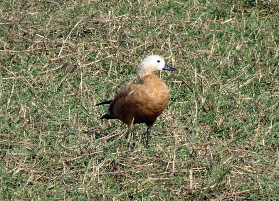 Ruddy Shelduck Tadorna Ferruginea