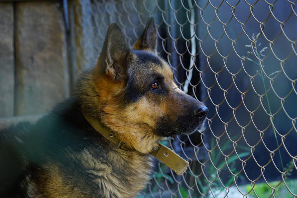 German Shepherd Dog portrait