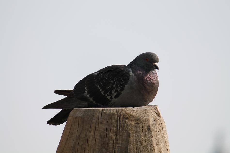 pigeon sitting on a pole