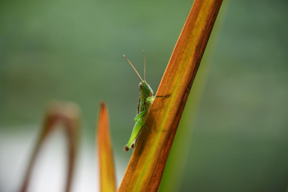 Grasshopper Green Insect macro view