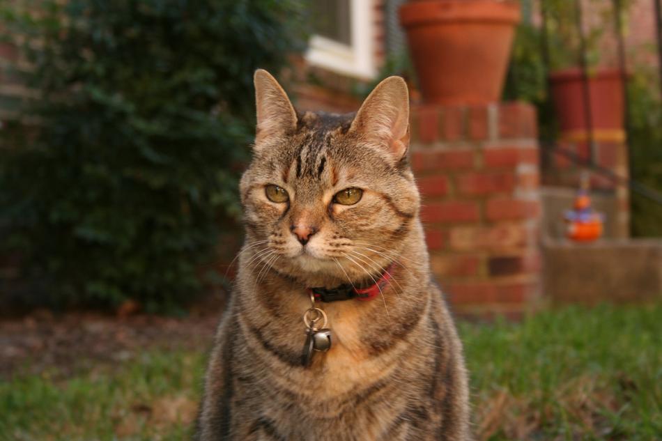 Cute cat with a collar