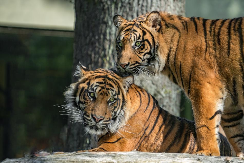 family of tigers in the zoo