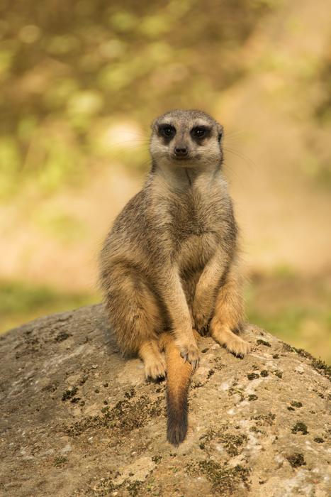 Animal World Mammal