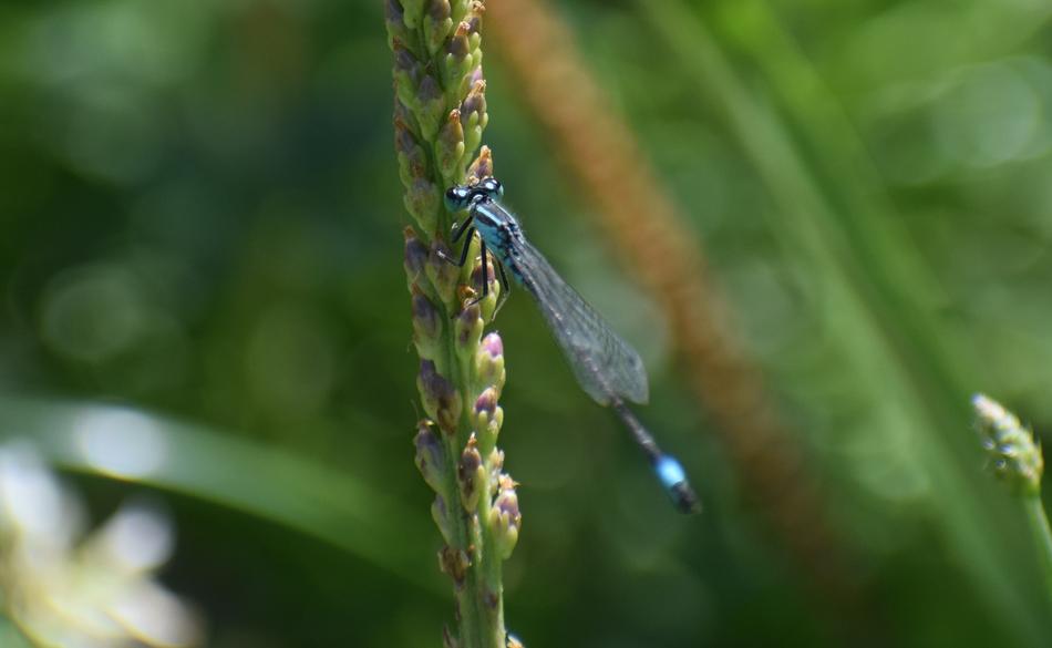 Insect Dragonfly Nature