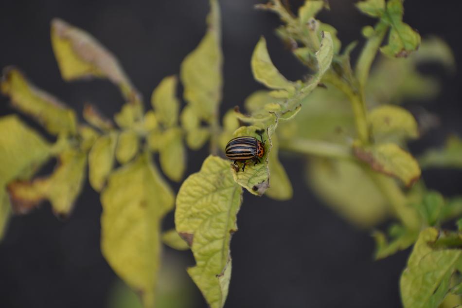 Colorado Beetle Pest