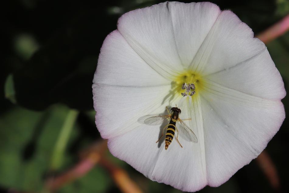 Insect Petrol Stations White