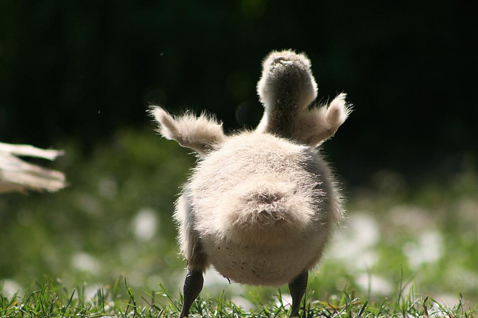 swan baby fluffy