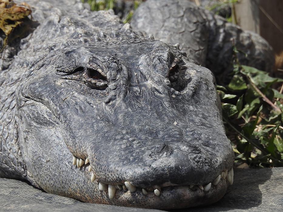 wild sleeping crocodile