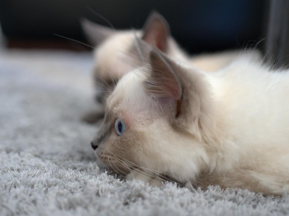 Cat Play Kitten Domestic