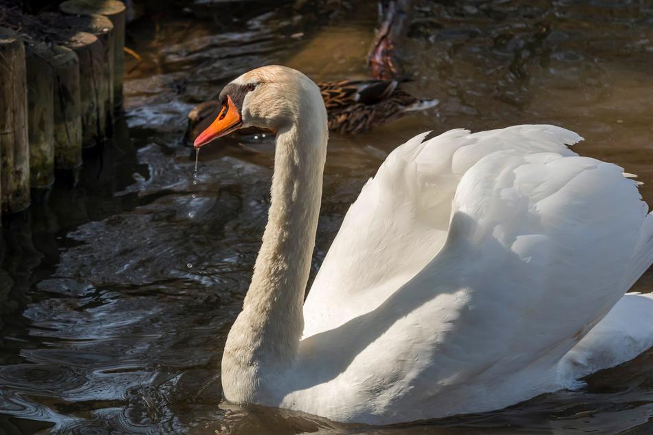 white wet swan in the lake
