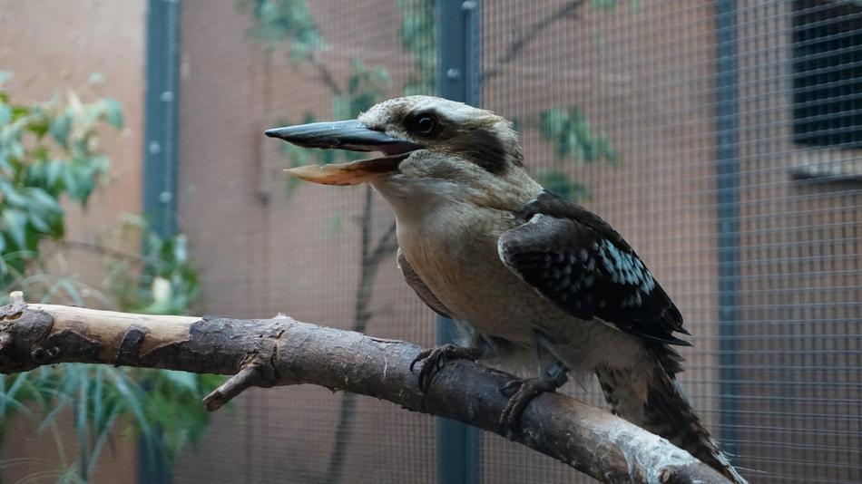 tropical bird on a branch in a cage