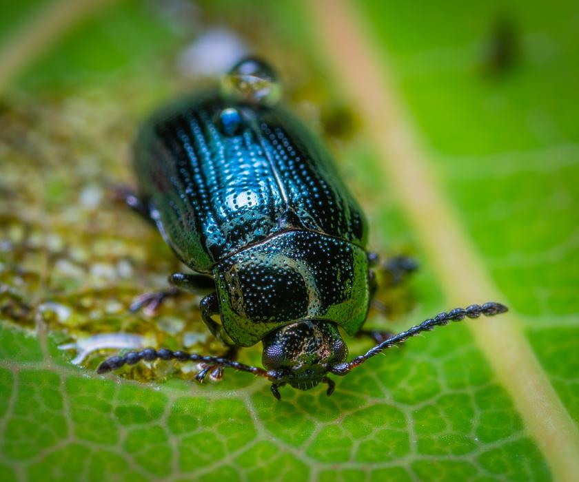 Macro Insect Bespozvonochnoe