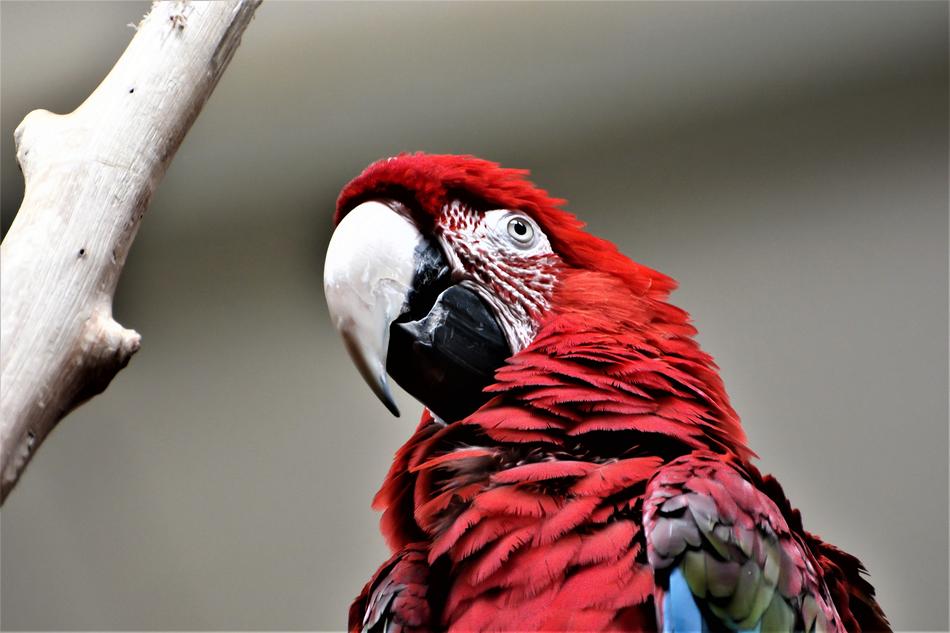 face of a colored parrot
