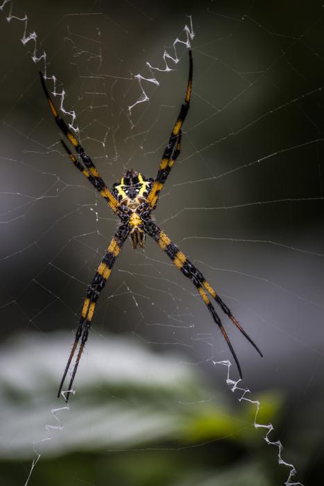 Spider Arachnid Spiderweb
