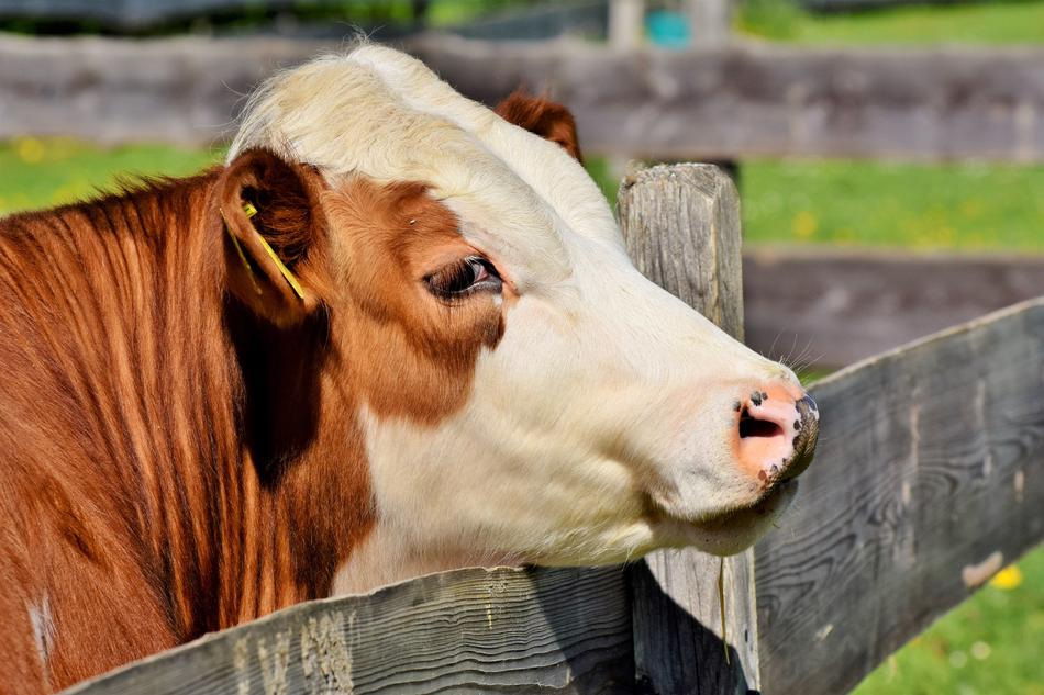Cow Beef Cattle Bovine
