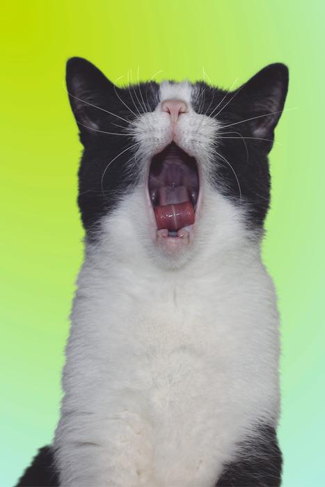 Cat Yawning Tooth
