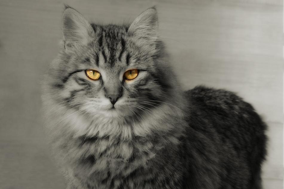 Cat Mammal Animal