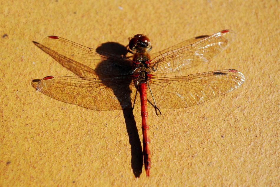 Large Dragonfly Insect From Above