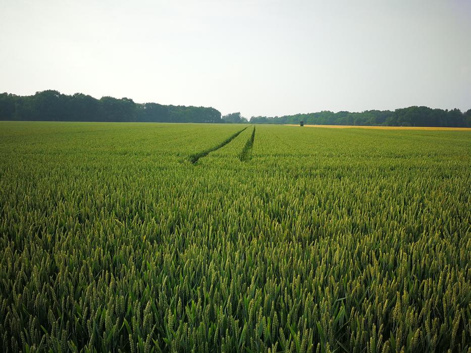 footprints on a green field