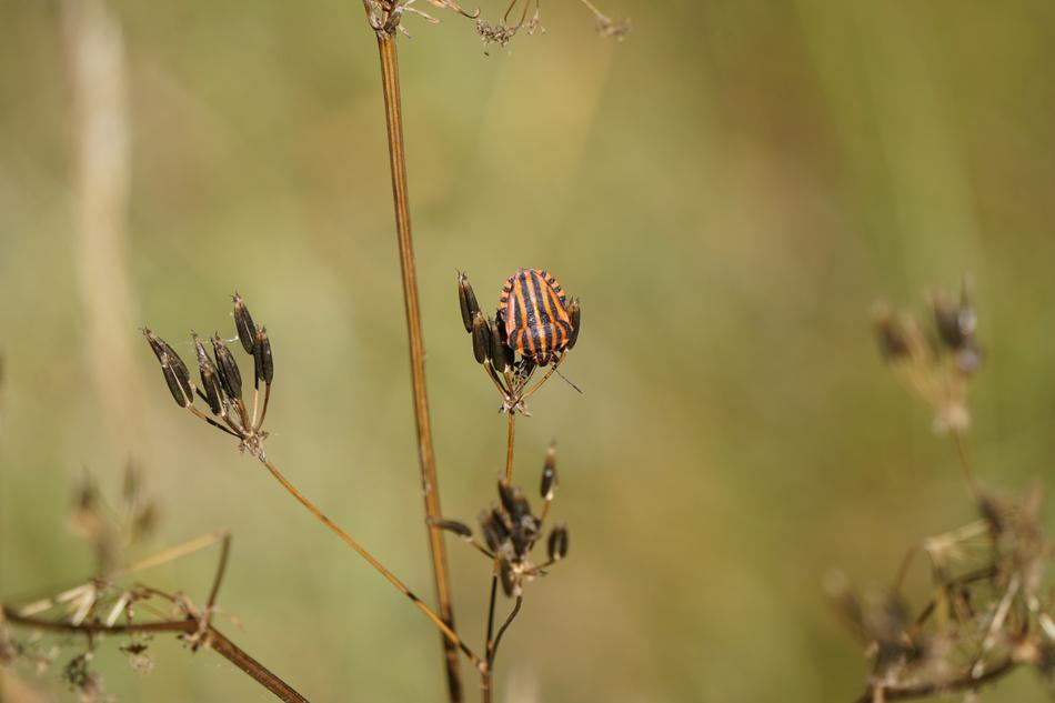 colored beetle on a plant