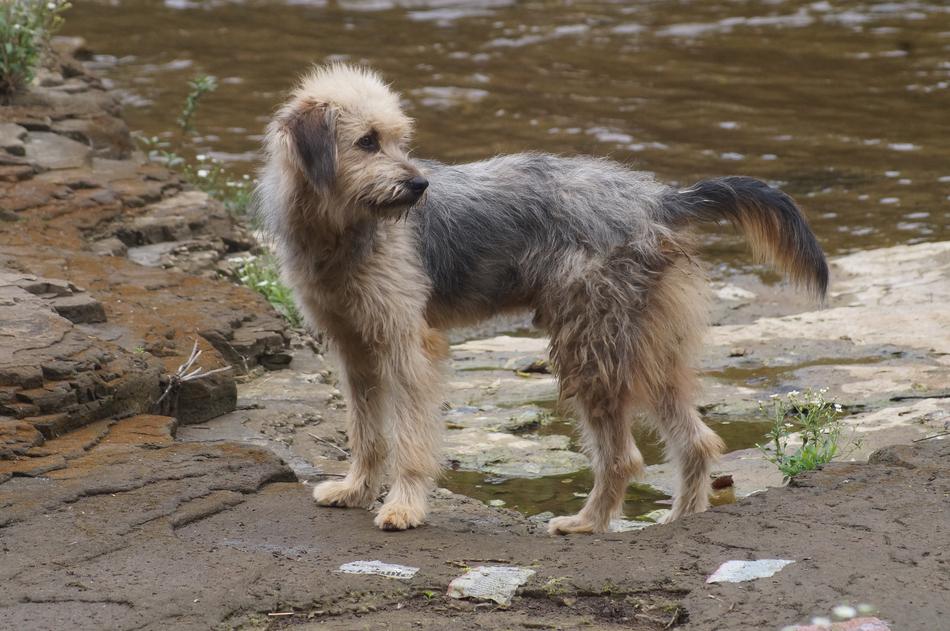 Dog Water River