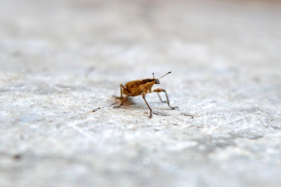 little bug on the ground
