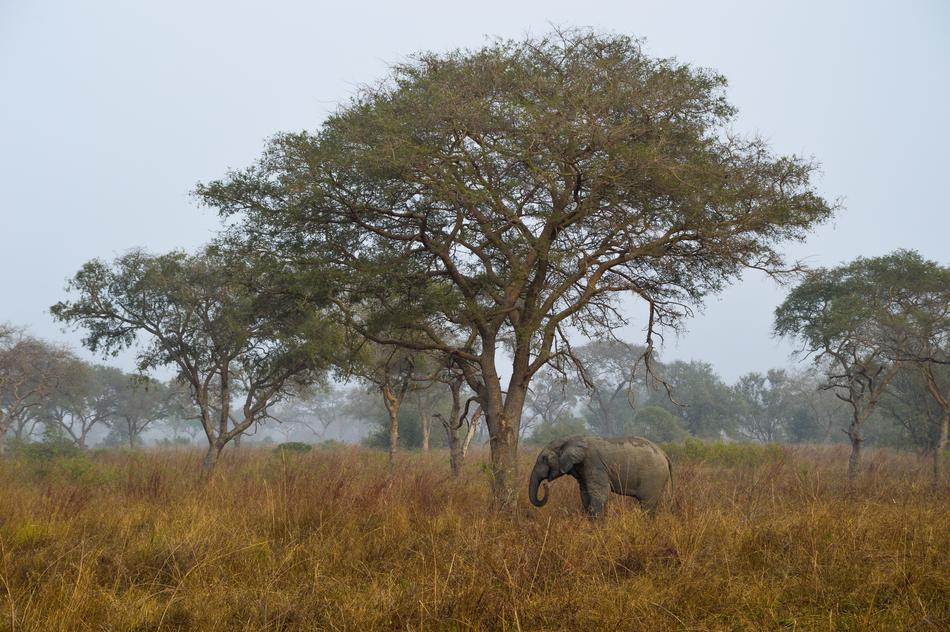 Savannah Africa Elephant