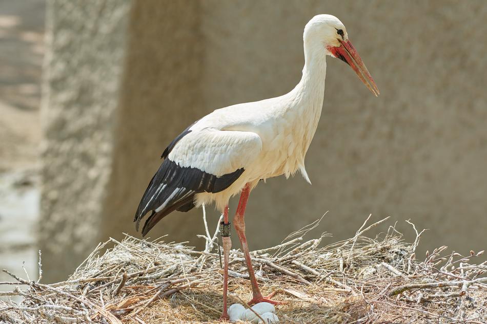 Stork Nest Egg