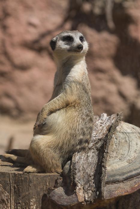 Meerkat sits on tree stump in zoo