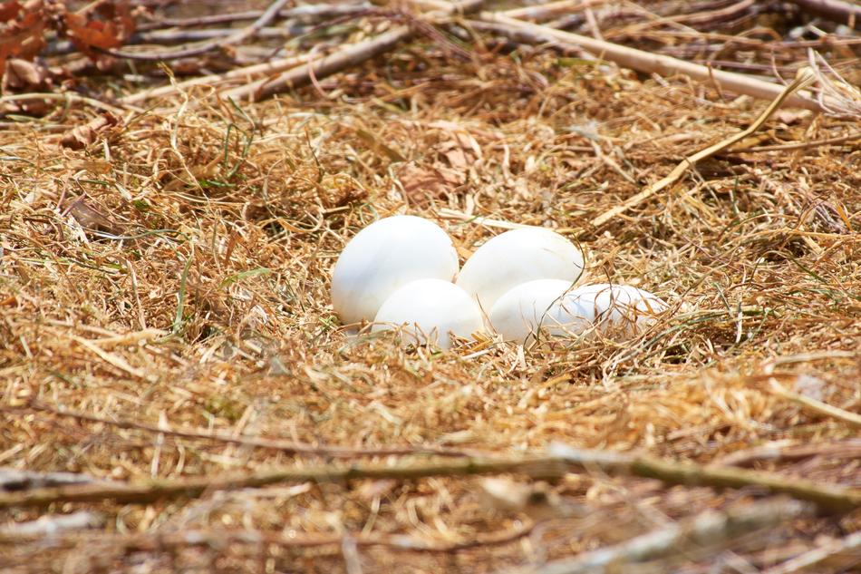 Stork Nest Egg