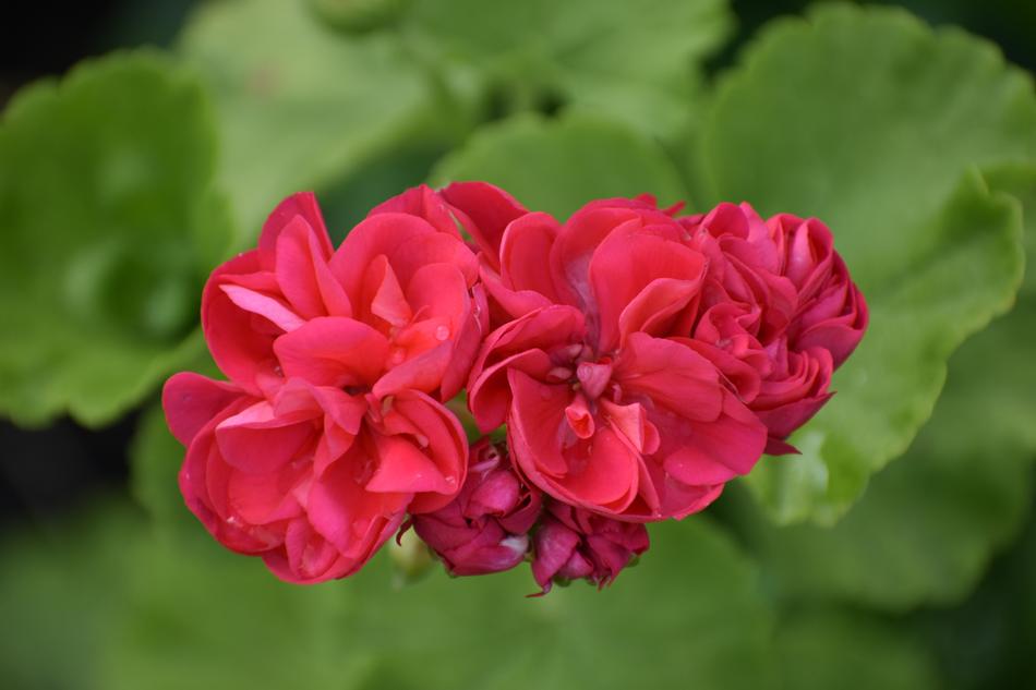 Geranium Red Green