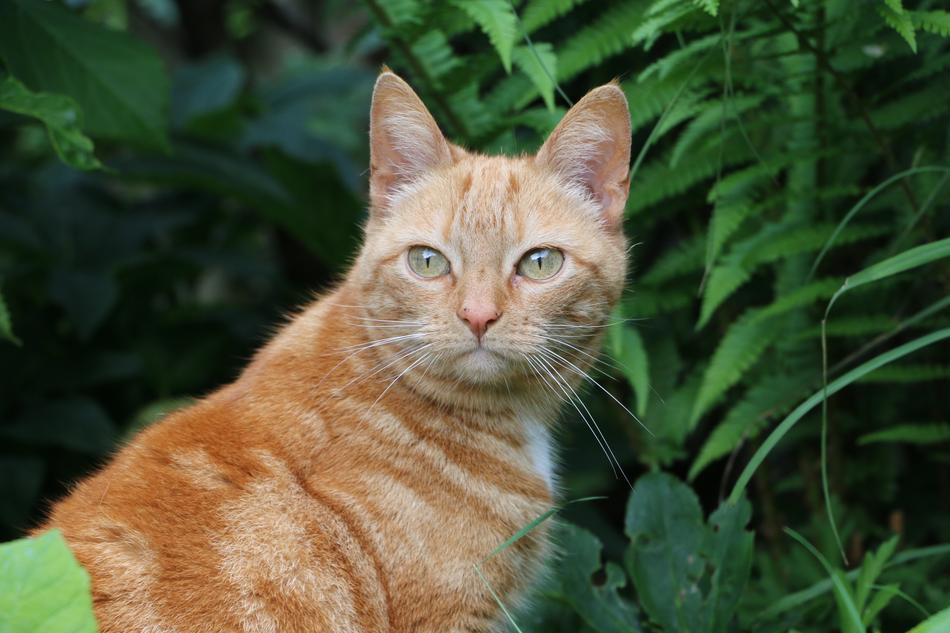 cat looking into the camera with green eyes