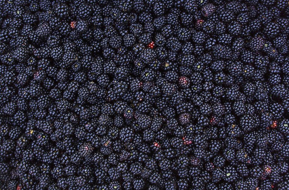 ripe berry crop
