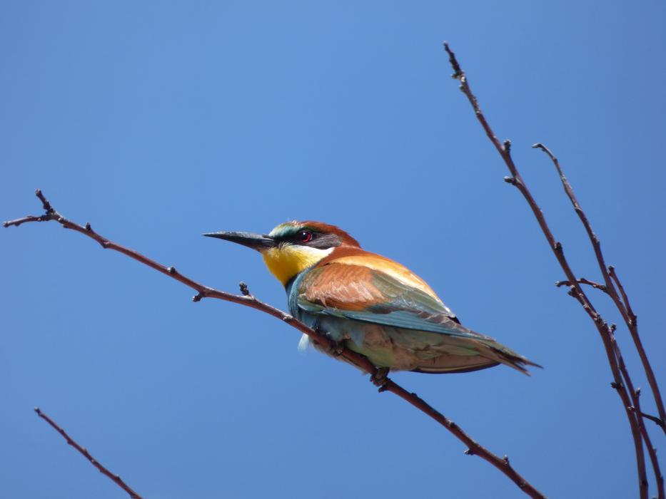 Bee-Eater Abellerol Merops